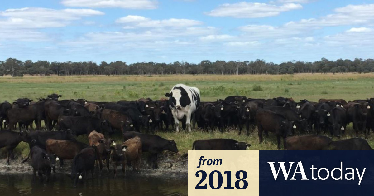 Meet Knickers, the giant Australian 'cow'
